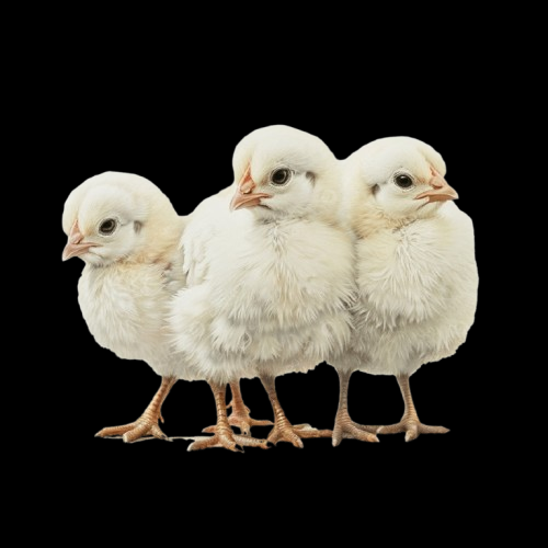 Poussins